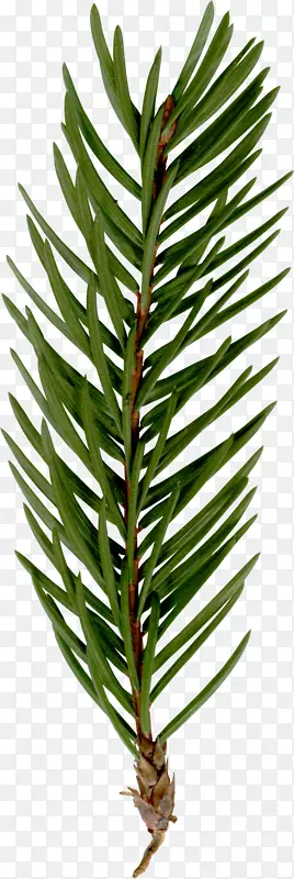 杉木云杉嫩枝植物茎陆生植物-花卉、装饰、绿叶