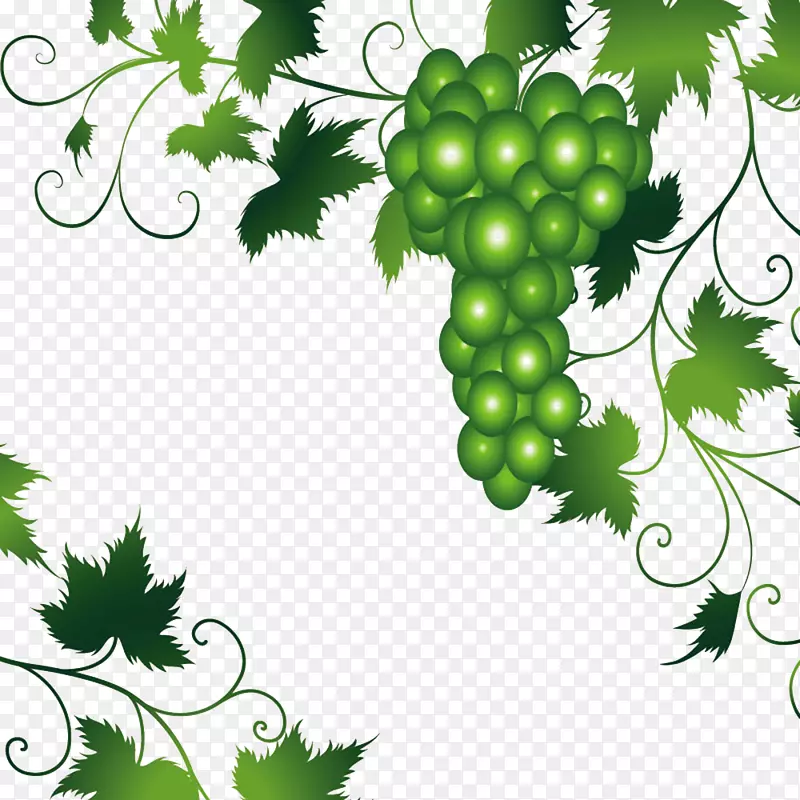 葡萄叶绿葡萄及葡萄插图图片