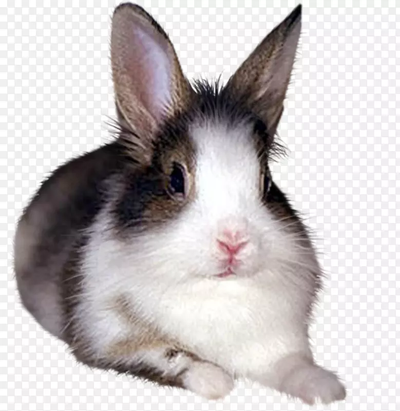 国内兔欧洲兔白兔黑兔
