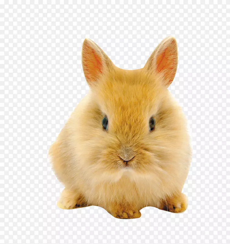 复活节兔子荷兰矮兔高清电视壁纸-兔子正面