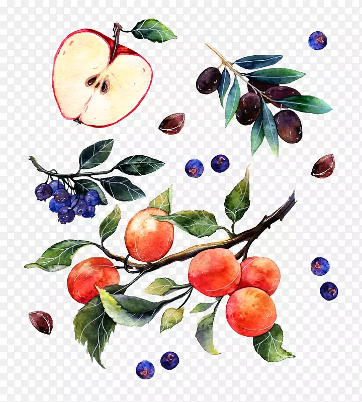 水彩画插画海报插图水彩画苹果葡萄和桔子