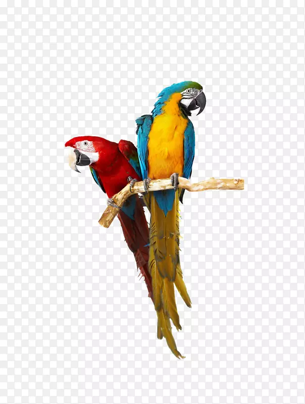 鸟笼鹦鹉同伴鹦鹉-两种颜色的鹦鹉