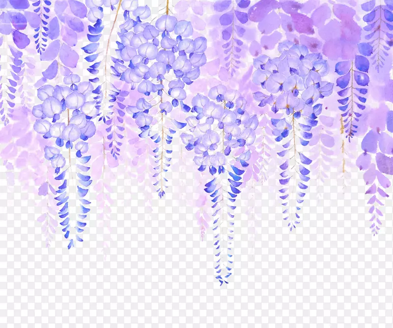 紫藤图片-紫藤花图片材料