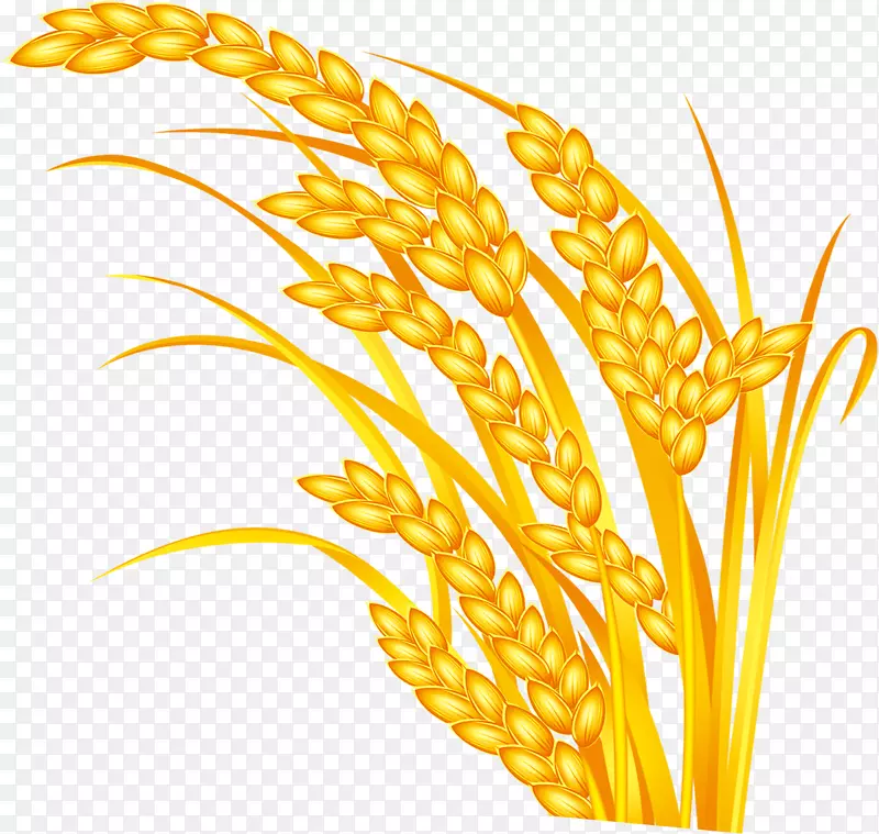 水稻籽粒-小麦