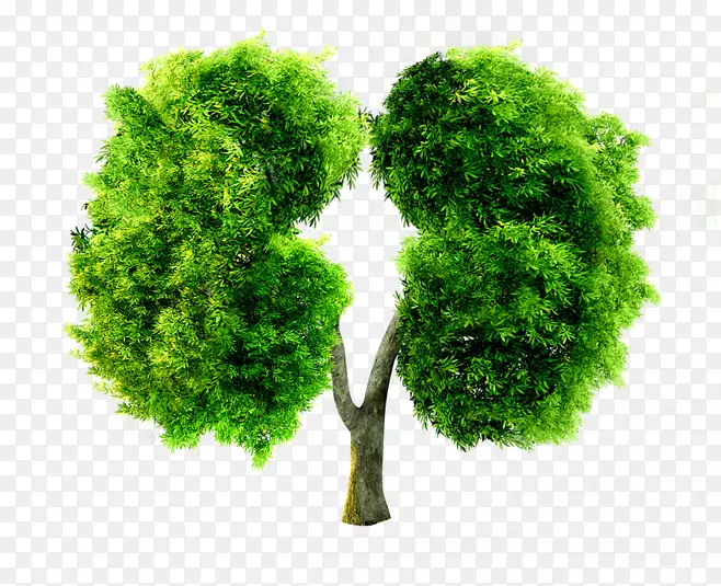 肺尘肺-绿肺形状树