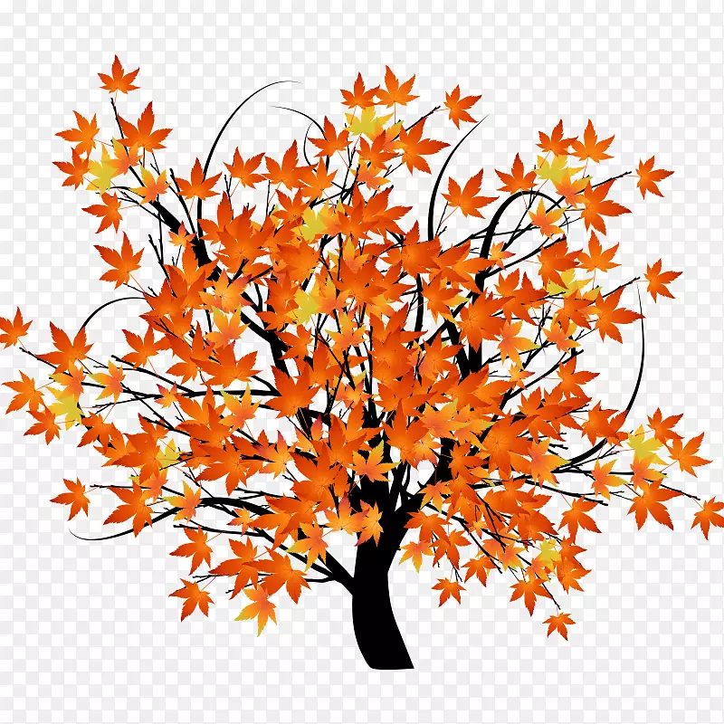 秋叶彩树-枫树，树木，木材，植物