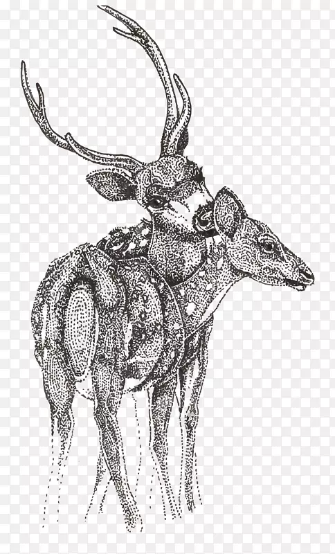 驯鹿素描-斑点鹿