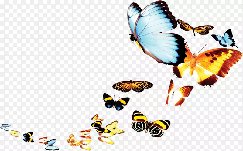 海报-蝴蝶