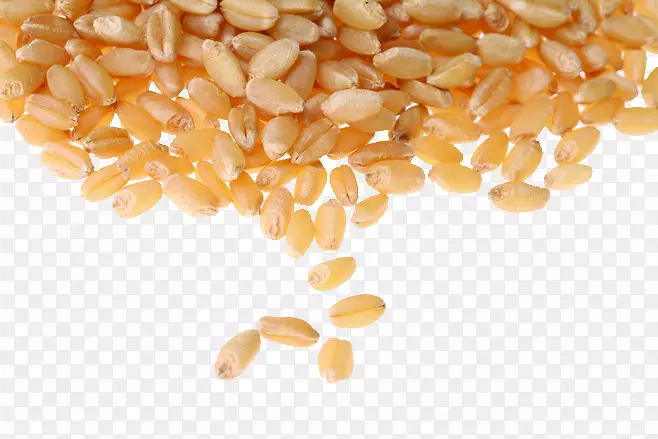 普通小麦谷类全粒小麦浆果粮-小麦粒图