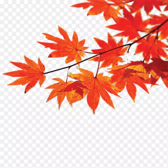 秋季海报枫叶红叶