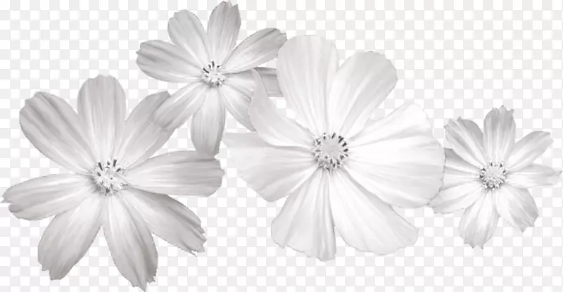 白花剪贴画-白花