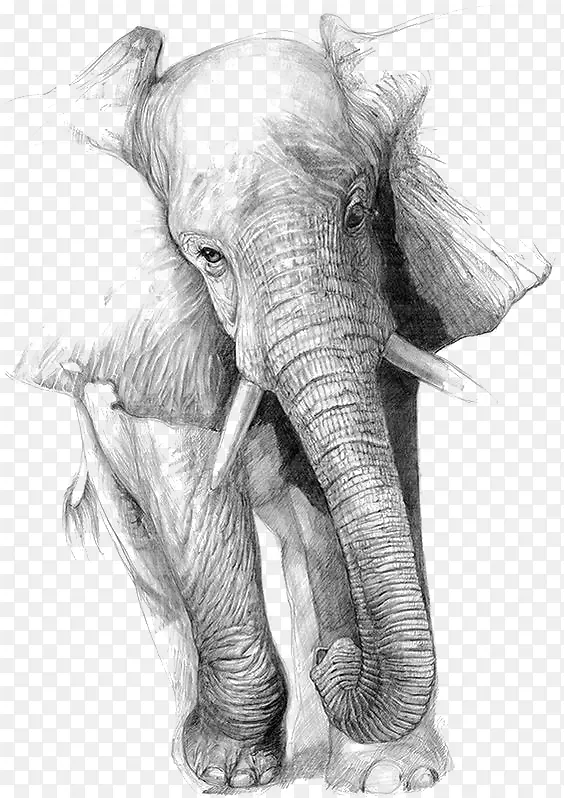 绘画大象艺术铅笔素描大象素描