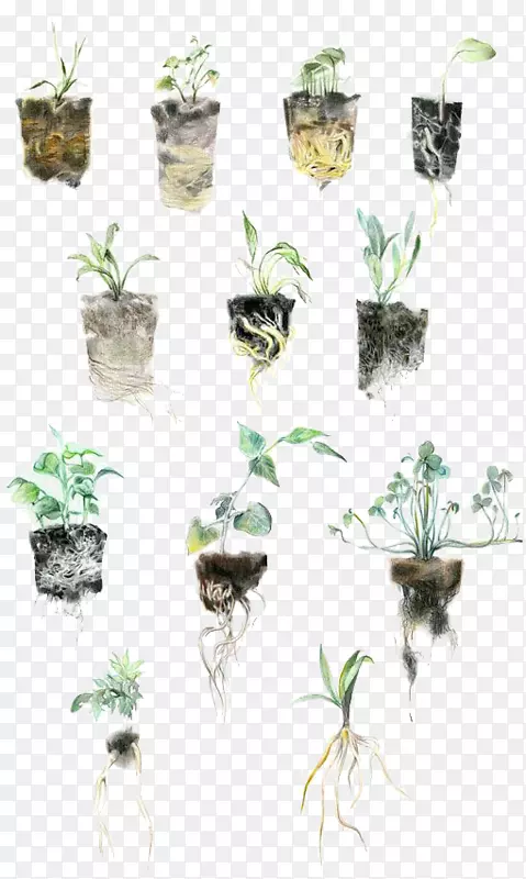 插画水彩画艺术中心学院设计插图-植物