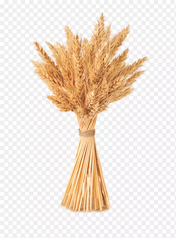 小麦谷类作物大麦-同一束小麦