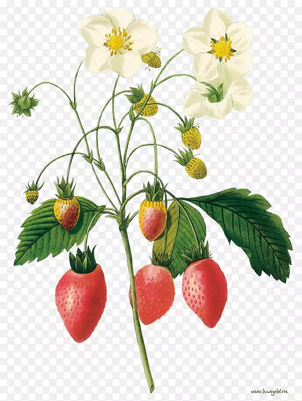 植物学插图植物学版画植物插画-草莓