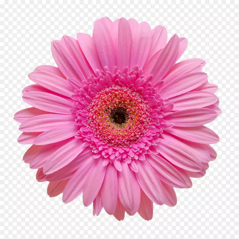摄影花卉版税-免费.xchng-创意花卉设计花卉图案