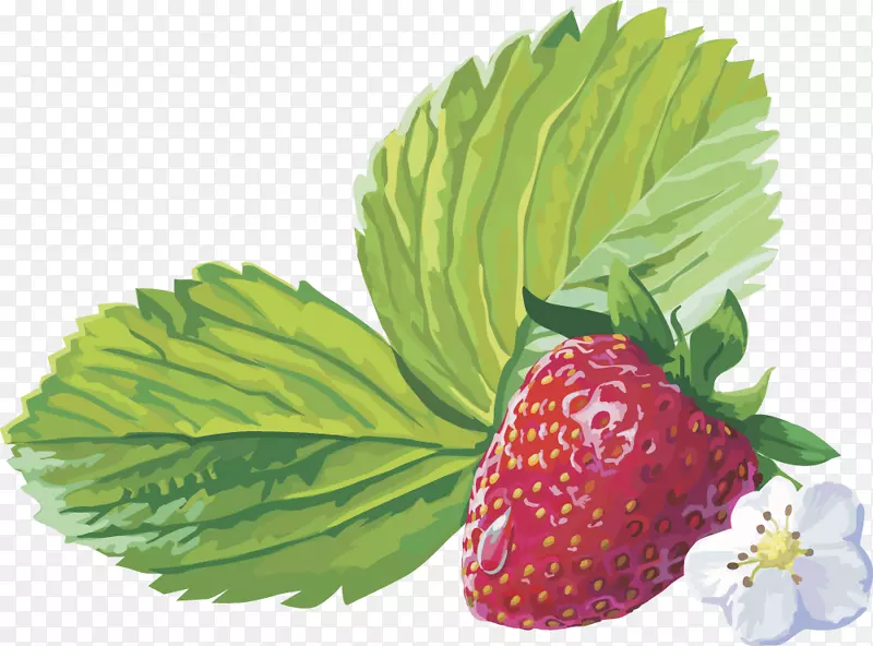 麝香草莓amorodo剪贴画草莓果实