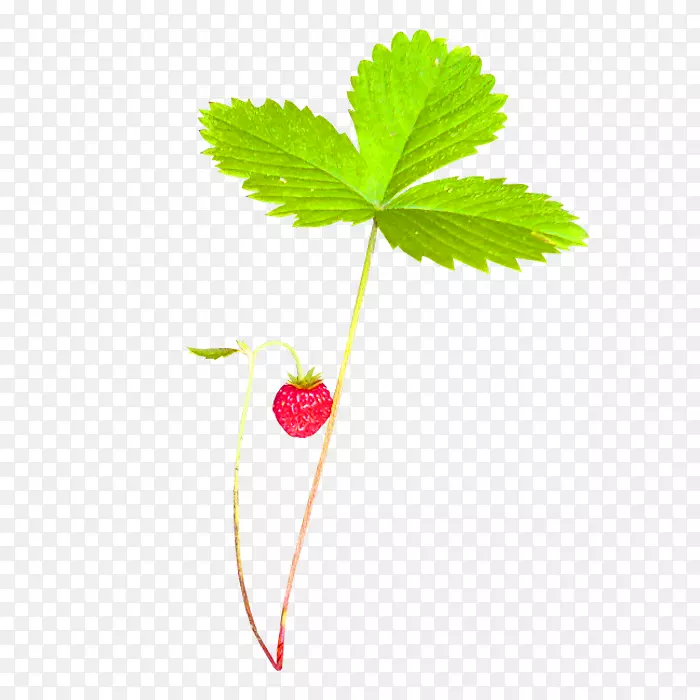 草莓绿草-绿色新鲜植物草莓装饰图案