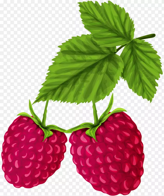 红色覆盆子素描手绘草莓