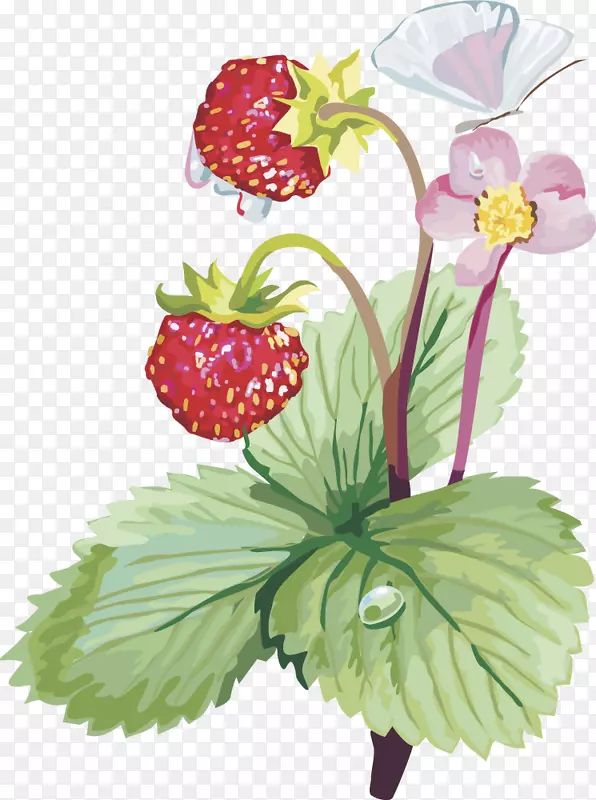 麝香草莓剪贴画-草莓果实