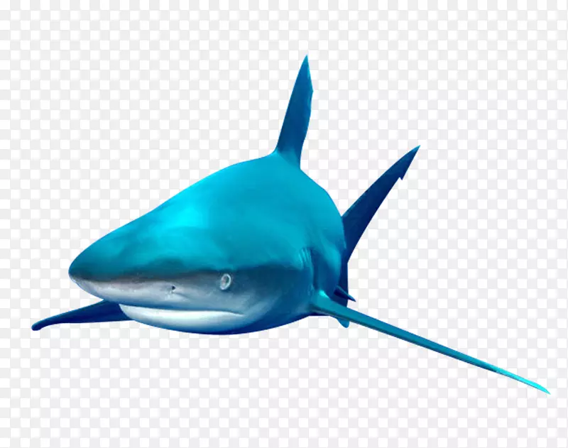 鲨鱼-海鱼