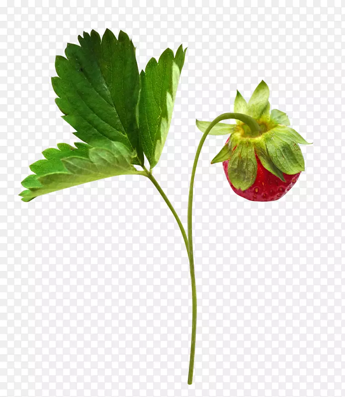 草莓剪贴画-草莓果枝