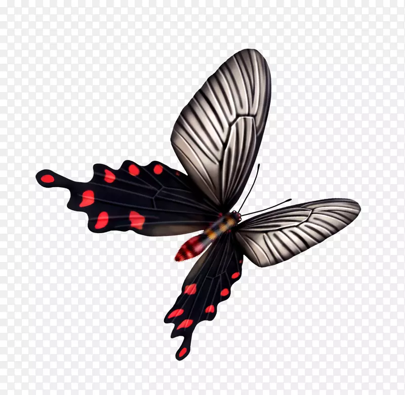 蝴蝶蜻蜓昆虫-蝴蝶