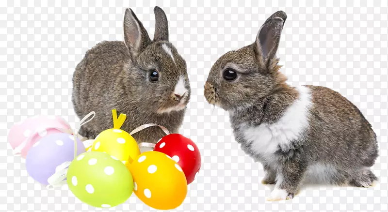 荷兰矮人兔复活节兔子两只兔子