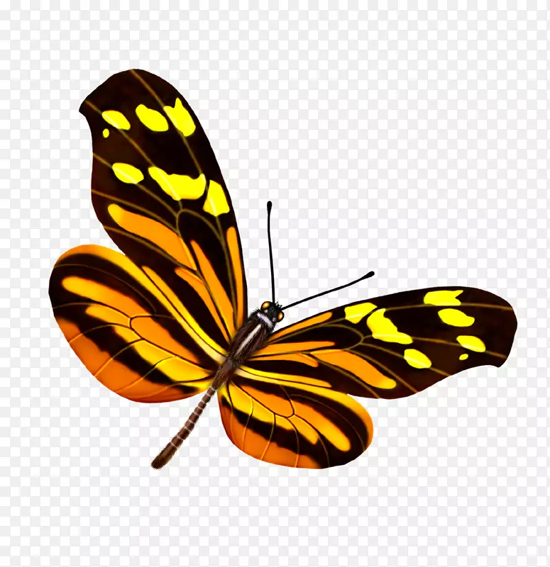 蝴蝶黄色谷歌图片-蝴蝶
