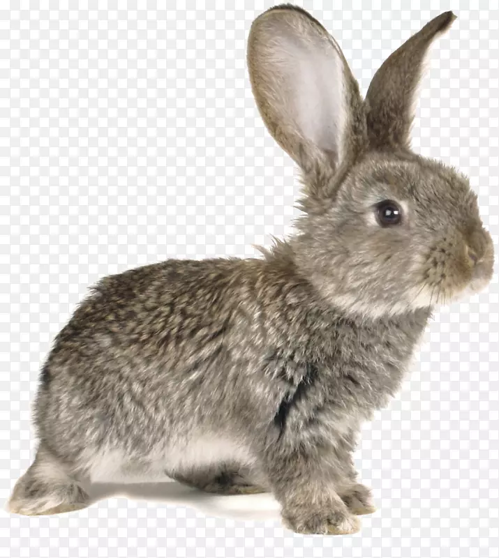 复活节兔子欧洲兔摄影kifaranga-可爱的傻兔子