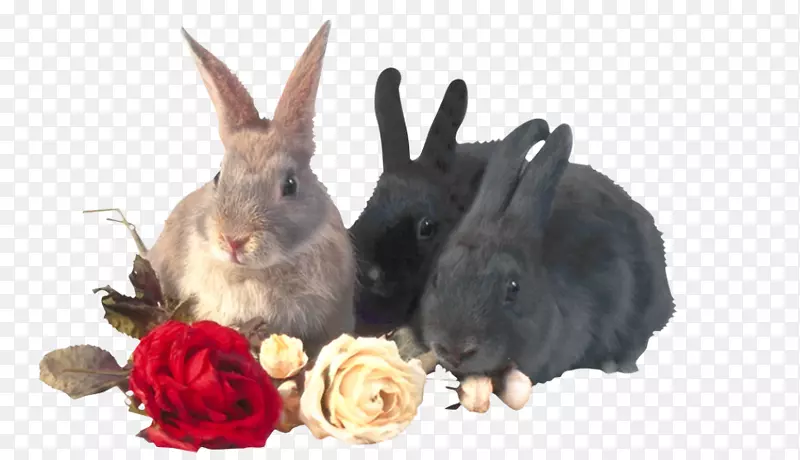 国内兔剪贴画-三只兔子和玫瑰