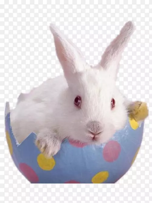复活节兔子侏儒霍托特佛兰德巨兔一只蓝色蛋壳白兔