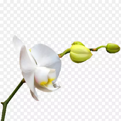 兰花下载图标-白色兰花