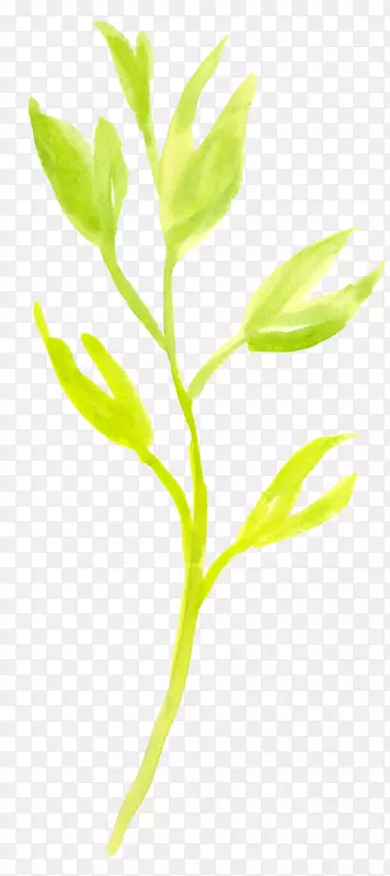 花卉图形设计.绿色水彩花卉植物
