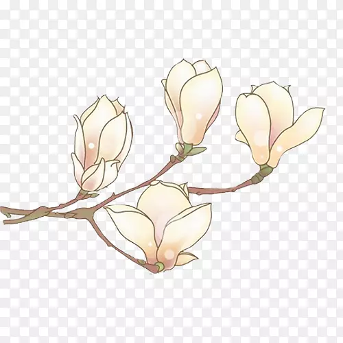 水仙花植物光栅图形花蕾-白色兰花