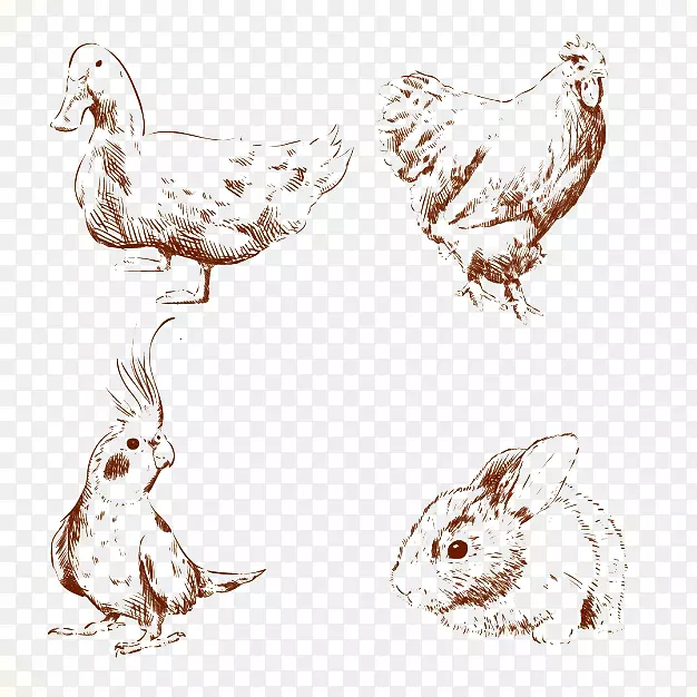 鸭鸡画-鸟类和兔子