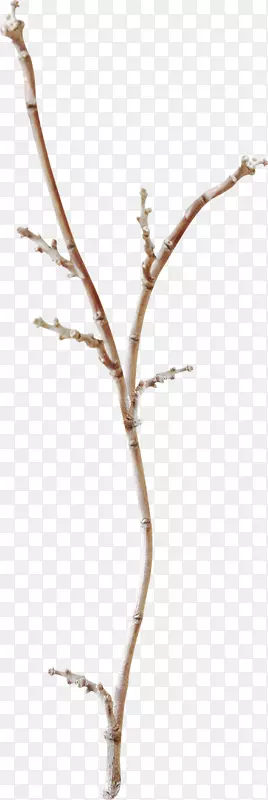 嫩枝-冬季枝条砧木图像
