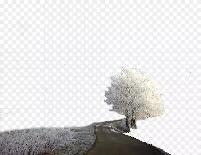 树木冬季-冬季树木