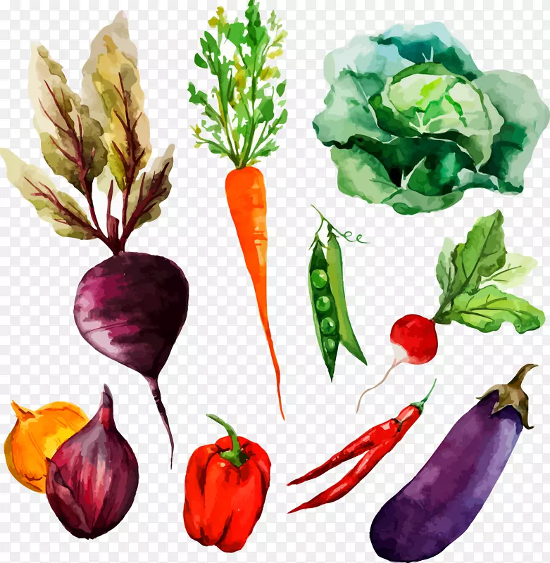 水彩画植物绘画插图.手绘蔬菜