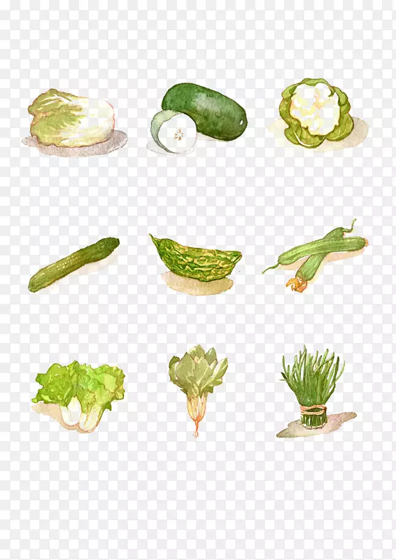 冬瓜植物水彩画.蔬菜元素