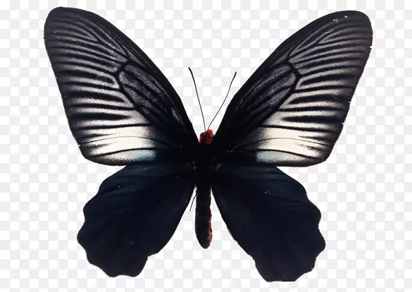 蝴蝶摄影-免费插图-黑色蝴蝶