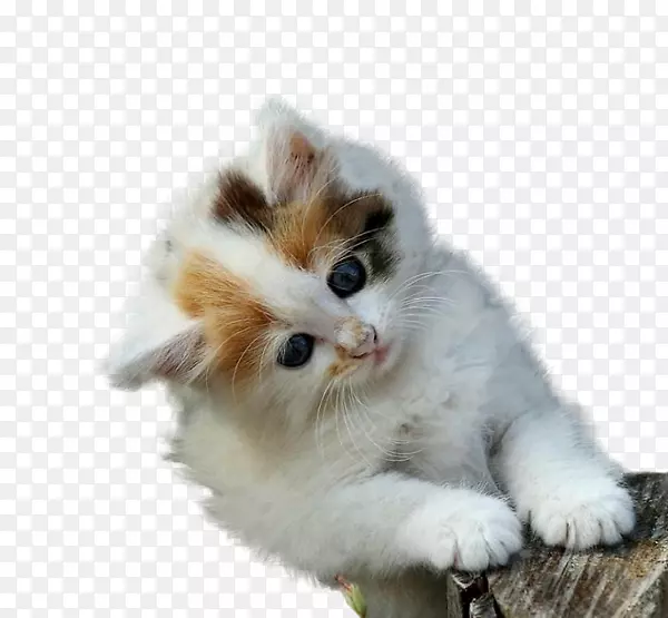 缅因州茧猫可爱高清晰度电视壁纸卡通猫