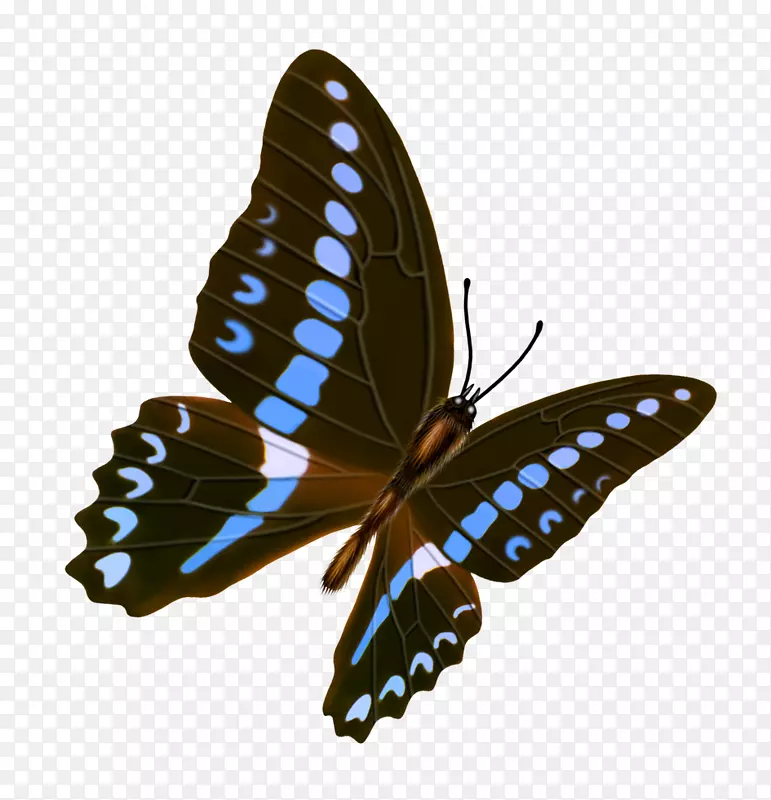 蝴蝶透明度和半透明图标-蝴蝶