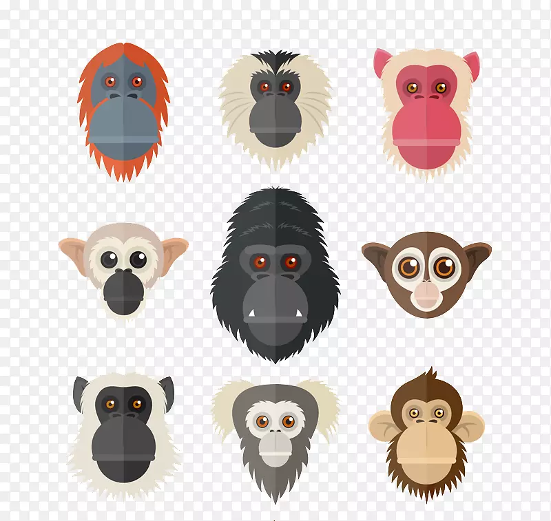 灵长类猩猩黑猩猩猴和类人猿