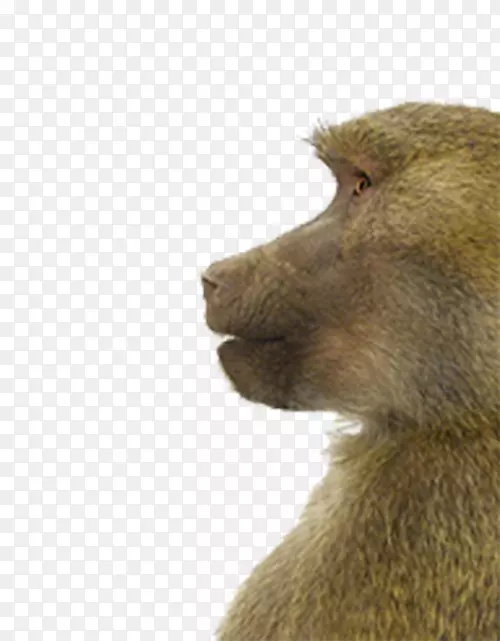 猕猴动物肖像画灰狼猴观察侧面元素