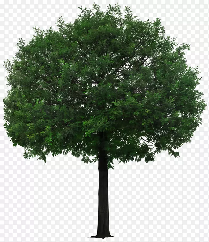 树-一个小小的褐色树图片材料