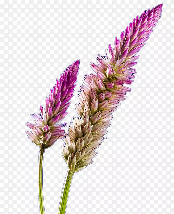紫色谷歌图片-紫色薰衣草