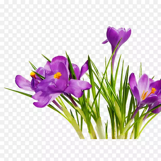 花束剪贴画.紫色花束