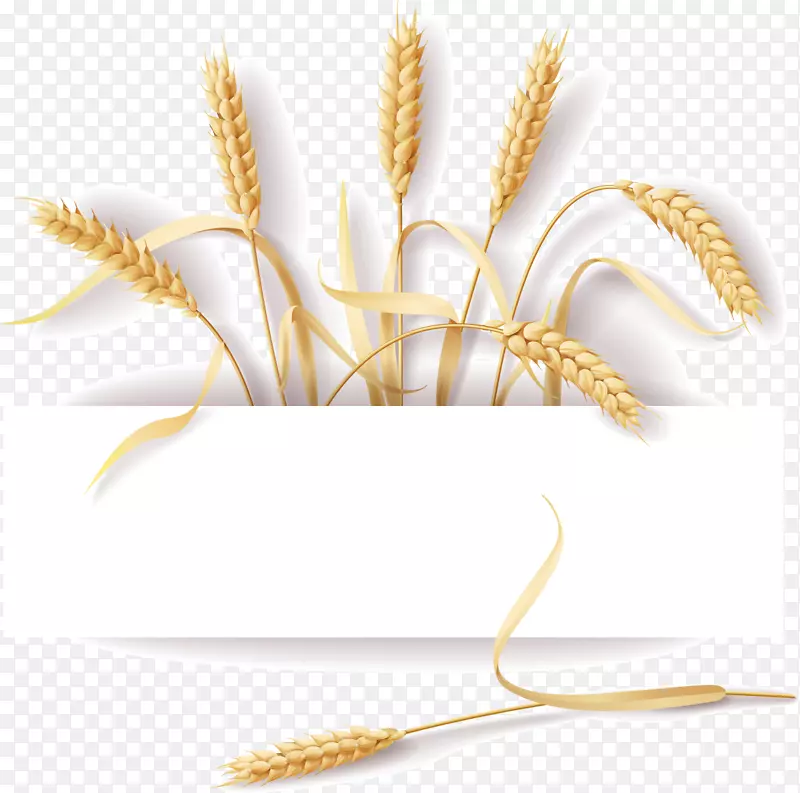 普通小麦麦穗黑麦-创造性食物笔记
