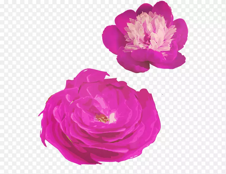 花园玫瑰、蜈蚣玫瑰、紫色花蕾
